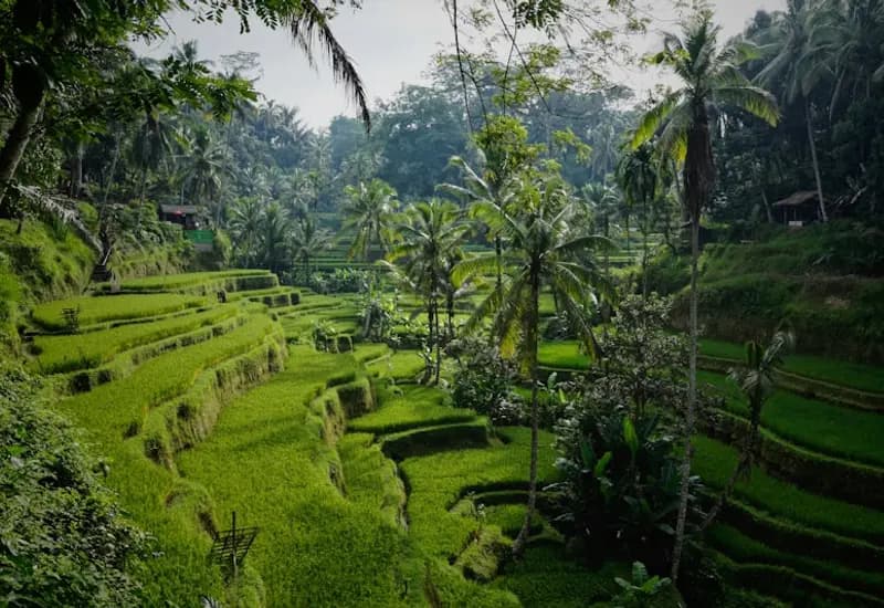 Eksplorasi Ubud dan Kintamani